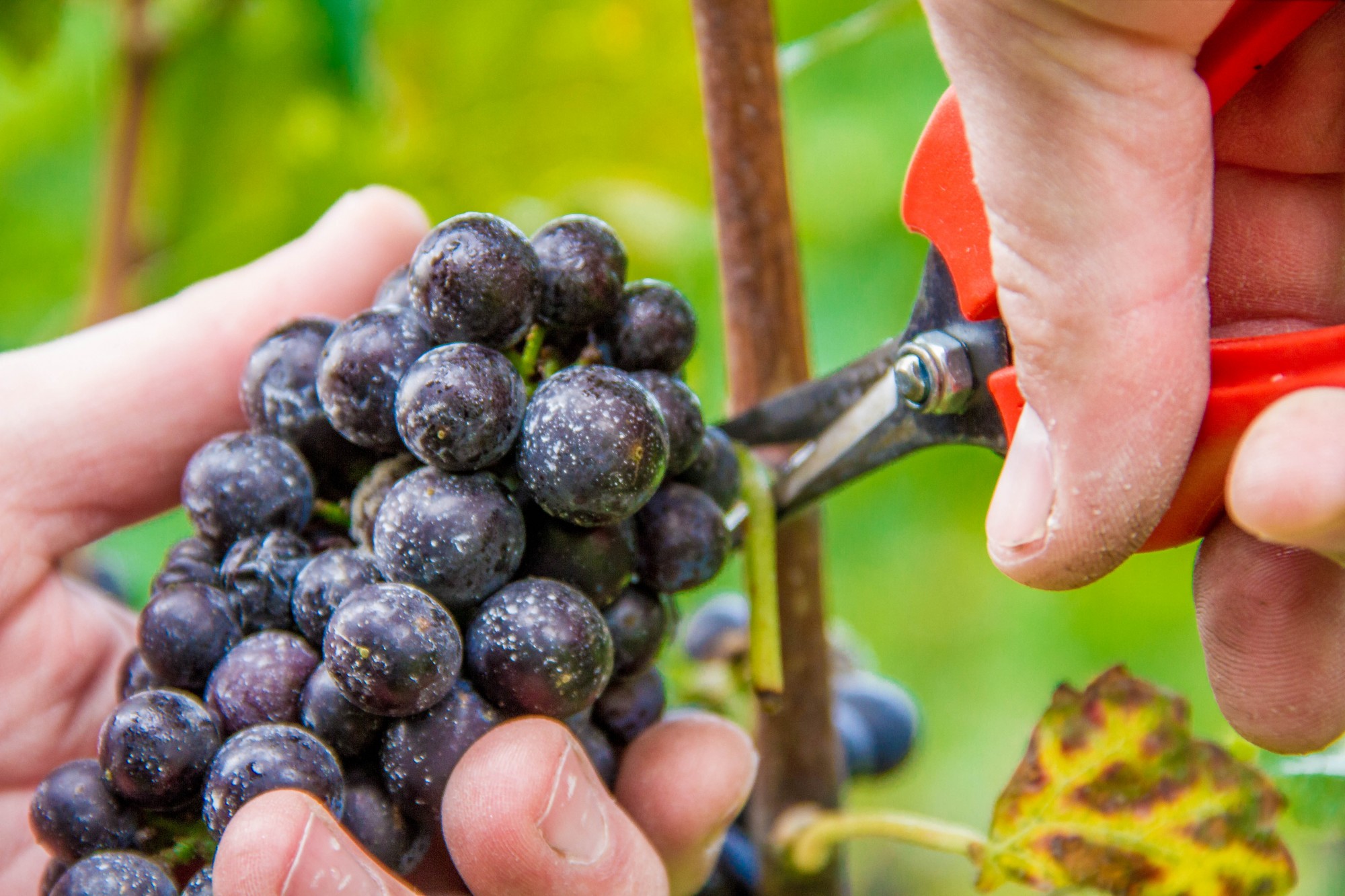 Weinrebe vom Hauswein im Das Aunhamer